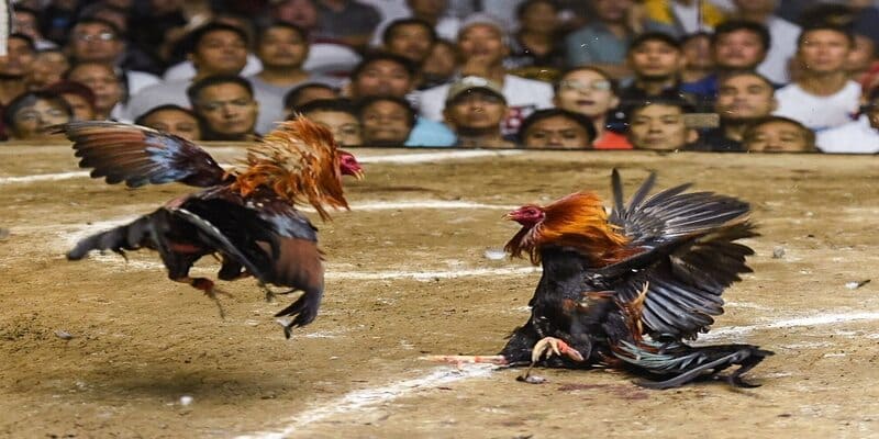 Quy định dành cho nài gà trong đá gà cựa dao