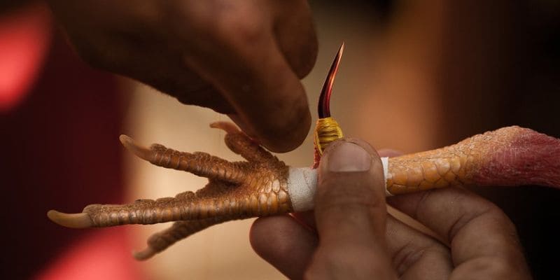 Cách thức tham gia đấu kê mới được quan tâm